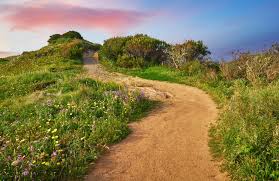 Wildflower trail in the Sintra hills